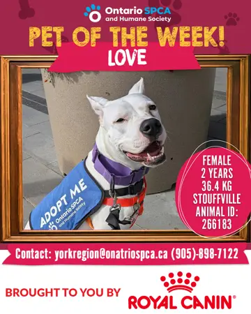 Pet of the Week - Love